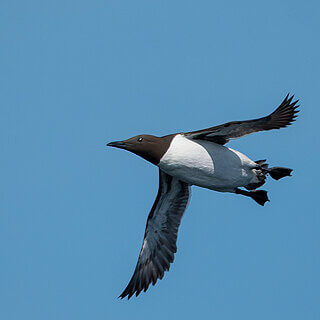 Farne Islands - Guillemot